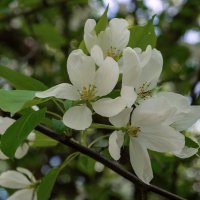 *** :: Виктор Иванович Чернюк