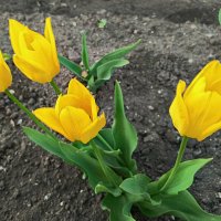 Жёлтые тюльпаны.... :: Любовь Сахарова