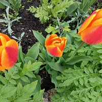 В лучах солнца :: Любовь Сахарова