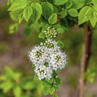 Брошь спиреи :: Валерий Иванович Брошь спиреи :: Валерий Иванович
