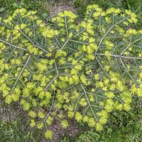 Страна "Пихта сибирская" :: Валерий Иванович