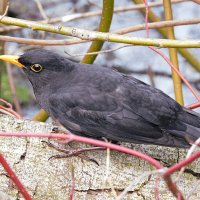 Чёрный дрозд :: Лина 