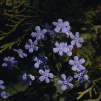 Незабудки :: Сергей Швечков