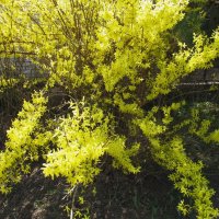 форзиция :: Елена Шаламова форзиция :: Елена Шаламова