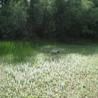 Хвостник на солнце :: Anna Ivanova Хвостник на солнце :: Anna Ivanova