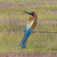 золотистые щурки :: юрий макаров золотистые щурки :: юрий макаров