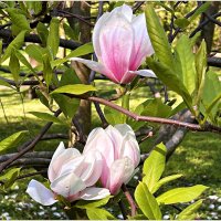 Ещё цветёт магнолия. :: Валерия Комова Ещё цветёт магнолия. :: Валерия Комова