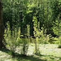 Май :: Рита Симонова