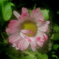 Маргаритка :: Елена Семигина