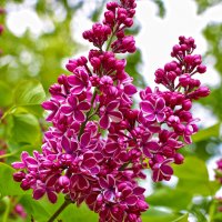 Сиреневый май :: Светлана 