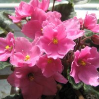 Моя фиалка :: Елена Семигина