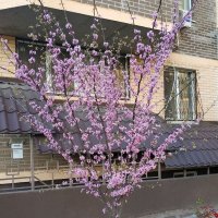 Дыхание весны... :: Нина Акарцева 