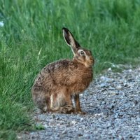 косой :: vladimir 