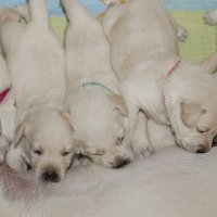 Завтрак :: Андрей Пристяжнюк