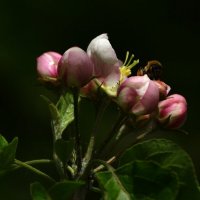 !!! :: kolyeretka !!! :: kolyeretka