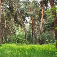 "Золотистые косы" Чернолучья :: Сергей Царёв