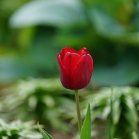 *** :: Иван Литвинов