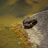 Греется на солнце. :: Lucy Schneider 