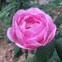 Благоухание :: Наталья 