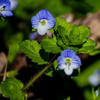 Вероника персидская :: Светлана SvetNika17