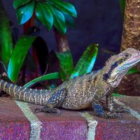 Австралийская водяная агама :: Aleksey Afonin