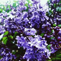 Сиреневый цвет :: Любовь Иванова