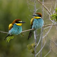 Золотистые щурки :: Валерий Черняк