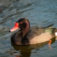 *** :: Николай Гирш