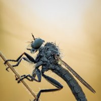 Ктырь :: Александр Григорьев