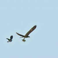 чибис отгоняет скопу с уловом от места гнездования :: gawrilа - dan