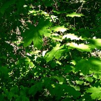 Весенние зарисовки 142 :: Алексей Кузнецов