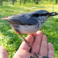 Поползень :: Сапсан 