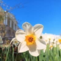 Нарцисс :: Сапсан 