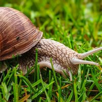 Виноградная улитка :: Андрей Шейко