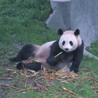 Большая панда из Китая. :: unix (Илья Утропов)