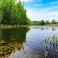Смоленская природа в мае. :: Милешкин Владимир Алексеевич 