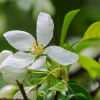 *** :: Виктор Иванович Чернюк *** :: Виктор Иванович Чернюк