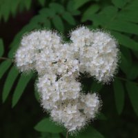 Рябина :: Дмитрий И_