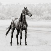 Победитель :: SanSan 