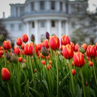 Фестиваль тюльпанов на Елагином острове :: Магомед .