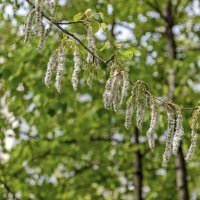 Полетели :: Валерий Иванович