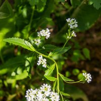 Веточка :: Анатолий Чикчирный Веточка :: Анатолий Чикчирный