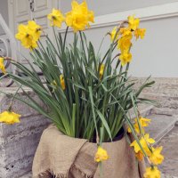 Фестиваль тюльпанов :: skijumper Иванов