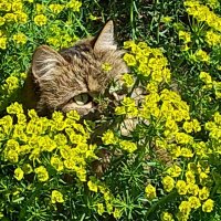 котик в засаде :: Pavlov Filipp