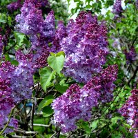 СИРЕНЬ :: Татьяна Касьяненко