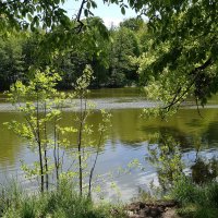 Майский пейзаж :: Рита Симонова