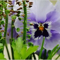 АНЮТИНЫ ГЛАЗКИ... :: Elvira E. АНЮТИНЫ ГЛАЗКИ... :: Elvira E.