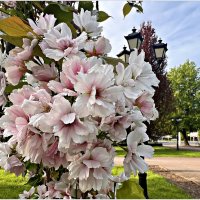 Вишня мелкопильчатая (сакура). :: Валерия Комова