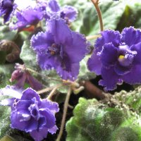 Моя фиалка :: Елена Семигина