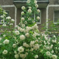 В месяце мае :: Елена Семигина